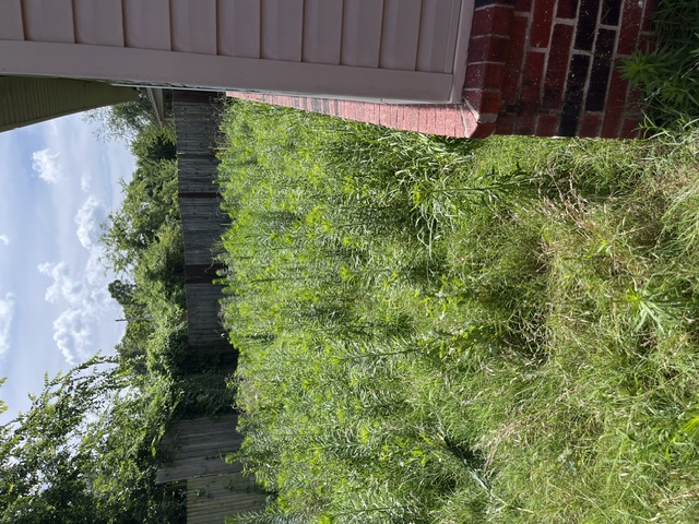 Backyard overgrown with tall weeds before cleanup